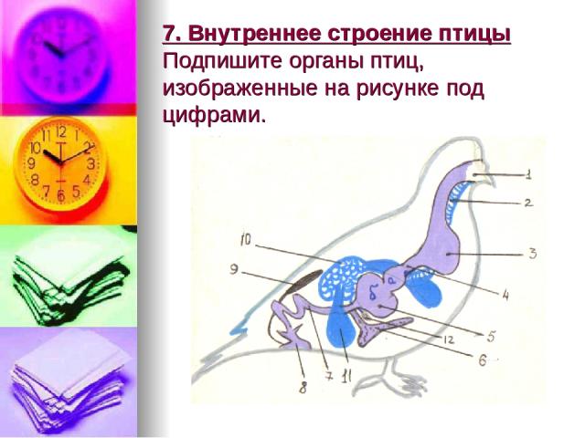 7. Внутреннее строение птицы Подпишите органы птиц, изображенные на рисунке под цифрами.