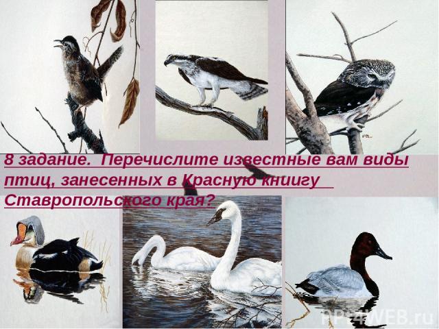 8 задание. Перечислите известные вам виды птиц, занесенных в Красную книигу Ставропольского края?