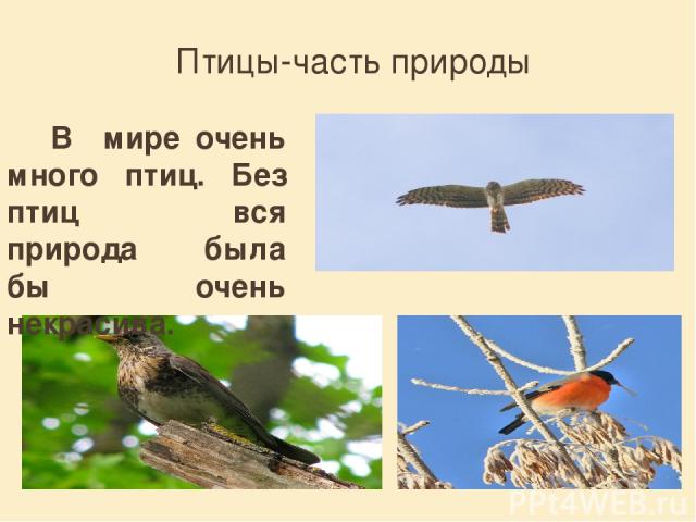 Птицы-часть природы В мире очень много птиц. Без птиц вся природа была бы очень некрасива.