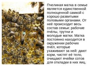 Пчелиная матка в семье является единственной полноценной самкой с хорошо развиты