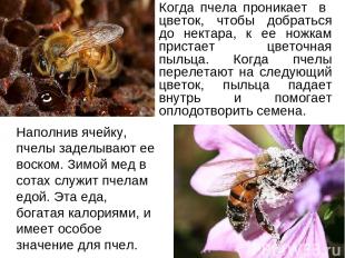 Когда пчела проникает в цветок, чтобы добраться до нектара, к ее ножкам пристает