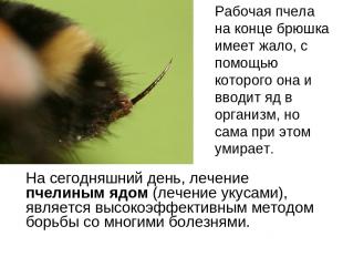 Рабочая пчела на конце брюшка имеет жало, с помощью которого она и вводит яд в о