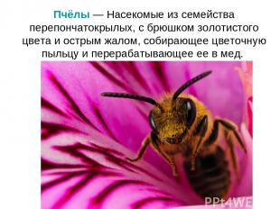 Пчёлы — Насекомые из семейства перепончатокрылых, с брюшком золотистого цвета и