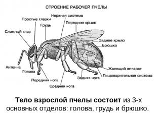 Тело взрослой пчелы состоит из 3-х основных отделов: голова, грудь и брюшко.