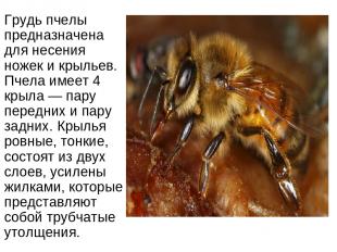 Грудь пчелы предназначена для несения ножек и крыльев. Пчела имеет 4 крыла — пар
