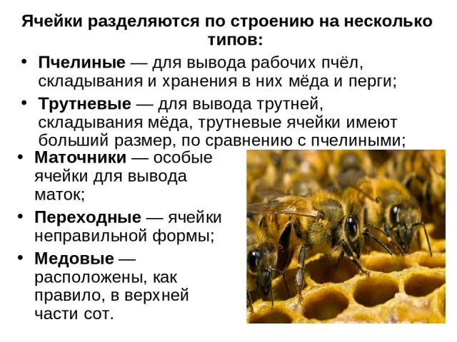 Маточники — особые ячейки для вывода маток; Переходные — ячейки неправильной формы; Медовые — расположены, как правило, в верхней части сот. Ячейки разделяются по строению на несколько типов: Пчелиные — для вывода рабочих пчёл, складывания и хранени…