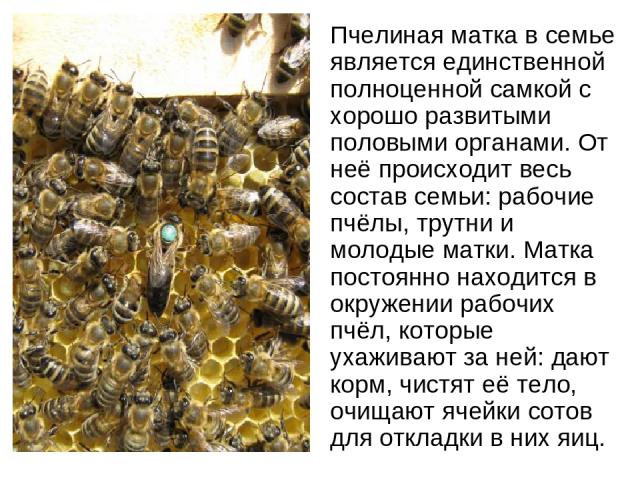 Пчелиная матка в семье является единственной полноценной самкой с хорошо развитыми половыми органами. От неё происходит весь состав семьи: рабочие пчёлы, трутни и молодые матки. Матка постоянно находится в окружении рабочих пчёл, которые ухаживают з…