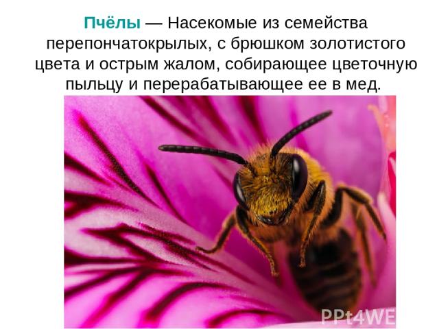 Пчёлы — Насекомые из семейства перепончатокрылых, с брюшком золотистого цвета и острым жалом, собирающее цветочную пыльцу и перерабатывающее ее в мед.