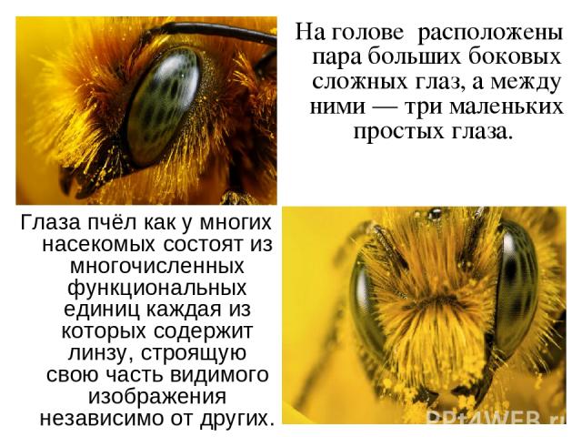 На голове расположены пара больших боковых сложных глаз, а между ними — три маленьких простых глаза. Глаза пчёл как у многих насекомых состоят из многочисленных функциональных единиц каждая из которых содержит линзу, строящую свою часть видимого изо…