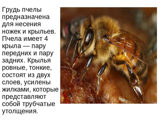 Грудь пчелы предназначена для несения ножек и крыльев. Пчела имеет 4 крыла — пару передних и пару задних. Крылья ровные, тонкие, состоят из двух слоев, усилены жилками, которые представляют собой трубчатые утолщения.