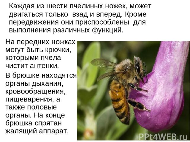 На передних ножках могут быть крючки, которыми пчела чистит антенки. В брюшке находятся органы дыхания, кровообращения, пищеварения, а также половые органы. На конце брюшка спрятан жалящий аппарат. Каждая из шести пчелиных ножек, может двигаться тол…