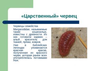 «Царственный» червец Червецы семейства Margarodidae, называемые также кошенилью,