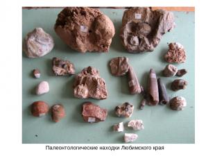 Палеонтологические находки Любимского края