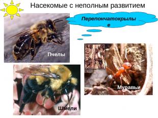 Пчелы Муравьи Шмели Перепончатокрылые Насекомые с неполным развитием