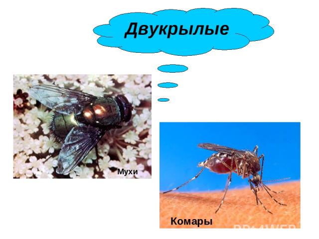 Мухи Комары Двукрылые