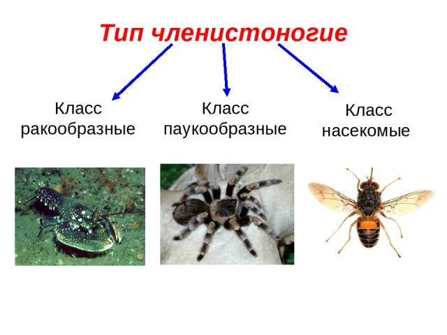 Тип членистоногие Класс ракообразные Класс паукообразные Класс насекомые
