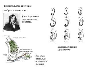 Доказательства эволюции: эмбриологические Карл Бэр: закон зародышевого сходства