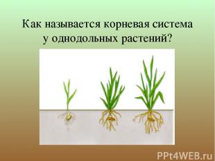 Как называется корневая система у однодольных растений?
