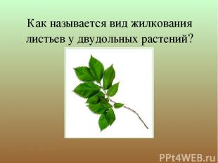 Как называется вид жилкования листьев у двудольных растений?