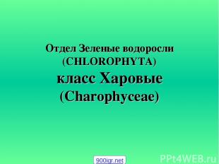 Отдел Зеленые водоросли (CHLOROPHYTA) класс Харовые (Charophyceae) 900igr.net