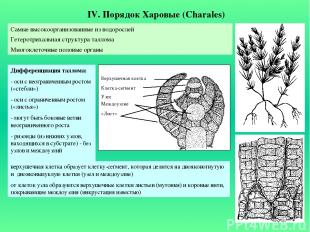 IV. Порядок Харовые (Charales) Самые высокоорганизованные из водорослей Гетеротр