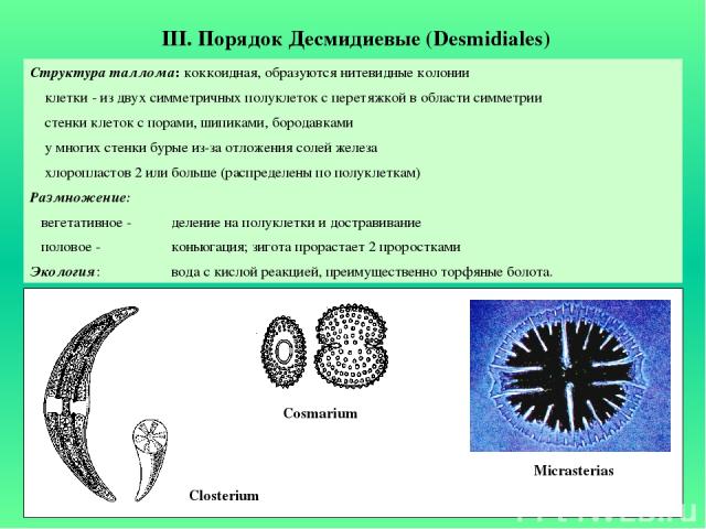 III. Порядок Десмидиевые (Desmidiales) Структура таллома: коккоидная, образуются нитевидные колонии клетки - из двух симметричных полуклеток с перетяжкой в области симметрии стенки клеток с порами, шипиками, бородавками у многих стенки бурые из-за о…