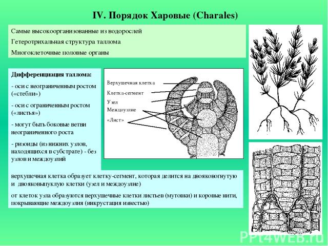 IV. Порядок Харовые (Charales) Самые высокоорганизованные из водорослей Гетеротрихальная структура таллома Многоклеточные половые органы Дифференциация таллома: - оси с неограниченным ростом («стебли») - оси с ограниченным ростом («листья») - могут …