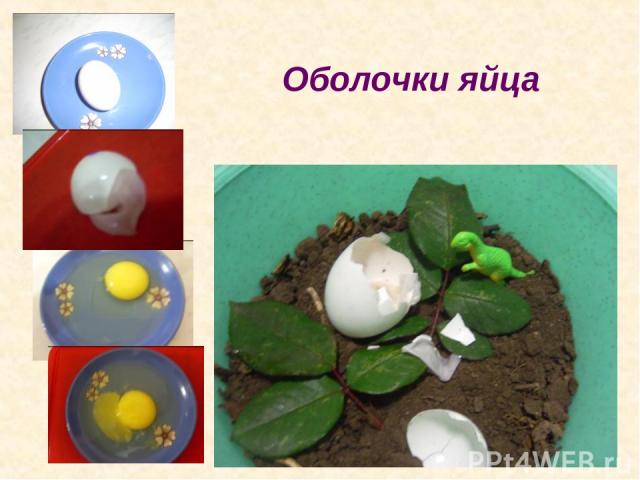 Оболочки яйца