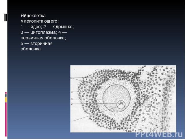 Яйцеклетка млекопитающего: 1 — ядро; 2 — ядрышко; 3 — цитоплазма; 4 — первичная оболочка; 5 — вторичная оболочка.