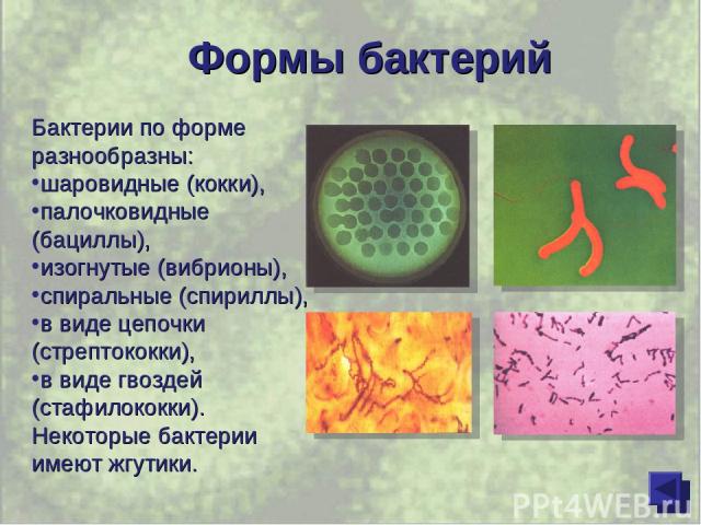 Формы бактерий Бактерии по форме разнообразны: шаровидные (кокки), палочковидные (бациллы), изогнутые (вибрионы), спиральные (спириллы), в виде цепочки (стрептококки), в виде гвоздей (стафилококки). Некоторые бактерии имеют жгутики.