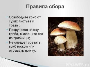 Освободите гриб от сухих листьев и травы; Покручивая ножку гриба, выверните его