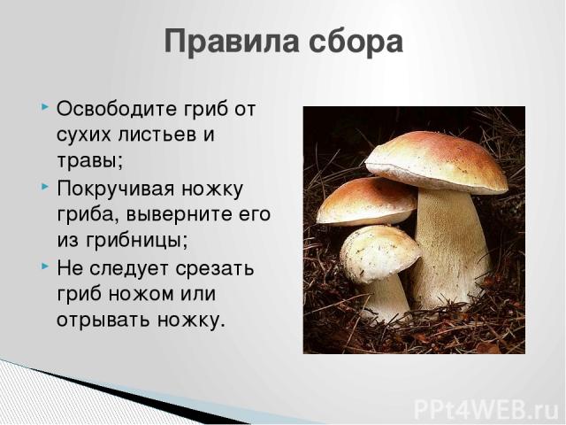 Освободите гриб от сухих листьев и травы; Покручивая ножку гриба, выверните его из грибницы; Не следует срезать гриб ножом или отрывать ножку. Правила сбора