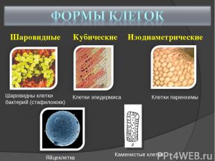 Шаровидные Кубические Изодиаметрические Шаровидны клетки бактерий (стафилококк)