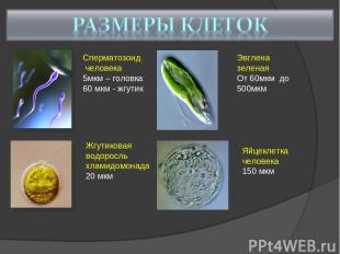 Сперматозоид человека 5мкм – головка 60 мкм - жгутик Жгутиковая водоросль хламид