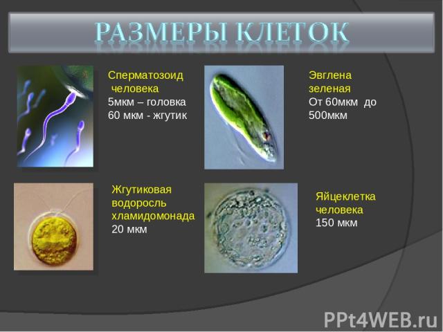 Сперматозоид человека 5мкм – головка 60 мкм - жгутик Жгутиковая водоросль хламидомонада 20 мкм Эвглена зеленая От 60мкм до 500мкм Яйцеклетка человека 150 мкм