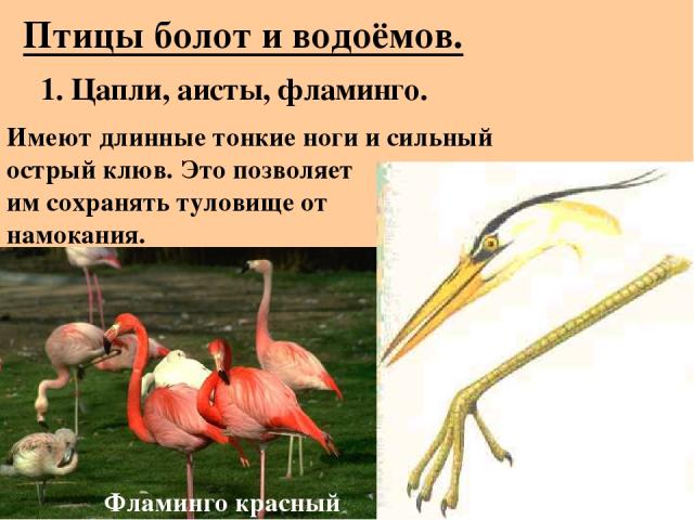 Птицы болот и водоёмов. 1. Цапли, аисты, фламинго. Имеют длинные тонкие ноги и сильный острый клюв. Это позволяет им сохранять туловище от намокания. Фламинго красный