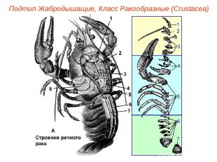 Подтип Жабродышащие, Класс Ракообразные (Crustacea)