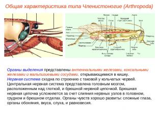 Органы выделения представлены антеннальными железами, коксальными железами и мал