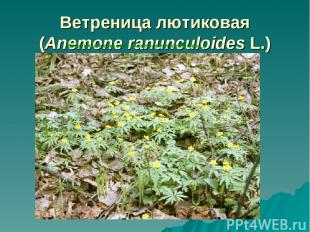 Ветреница лютиковая (Anemone ranunculoides L.) Ветреница лютиковая (Anemone ranu