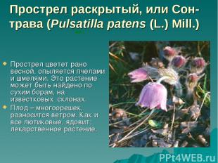 Прострел раскрытый, или Сон-трава (Pulsatilla patens (L.) Mill.) Прострел цветет