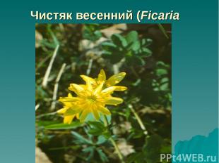 Чистяк весенний (Ficaria verna Huds.)