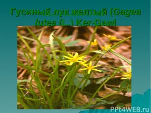 Гусиный лук желтый (Gagea lutea (L.) Ker-Gawl Гусиный лук желтый (Gagea lutea (L