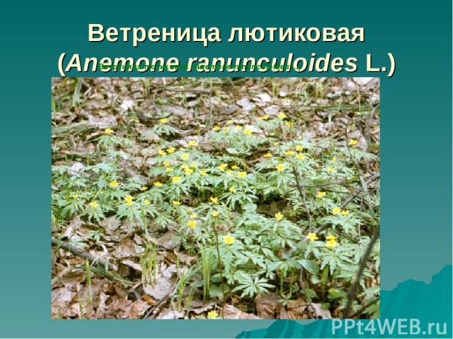Ветреница лютиковая (Anemone ranunculoides L.) Ветреница лютиковая (Anemone ranunculoides L.)