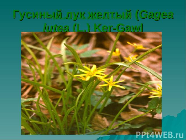 Гусиный лук желтый (Gagea lutea (L.) Ker-Gawl Гусиный лук желтый (Gagea lutea (L.) Ker-Gawl)
