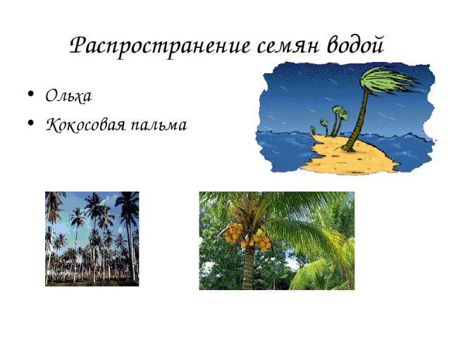 Распространение семян водой Ольха Кокосовая пальма