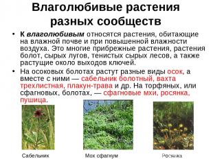 Влаголюбивые растения разных сообществ К влаголюбивым относятся растения, обитаю
