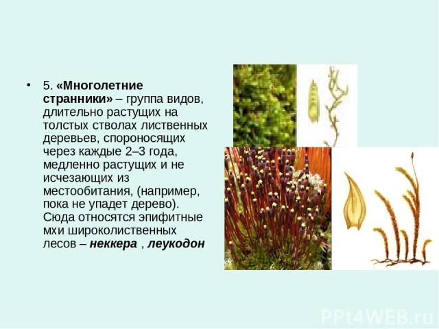 5. «Многолетние странники» – группа видов, длительно растущих на толстых стволах лиственных деревьев, спороносящих через каждые 2–3 года, медленно растущих и не исчезающих из местообитания, (например, пока не упадет дерево). Сюда относятся эпифитные…