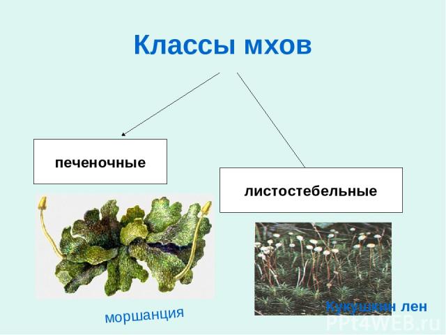 Классы мхов печеночные листостебельные моршанция Кукушкин лен