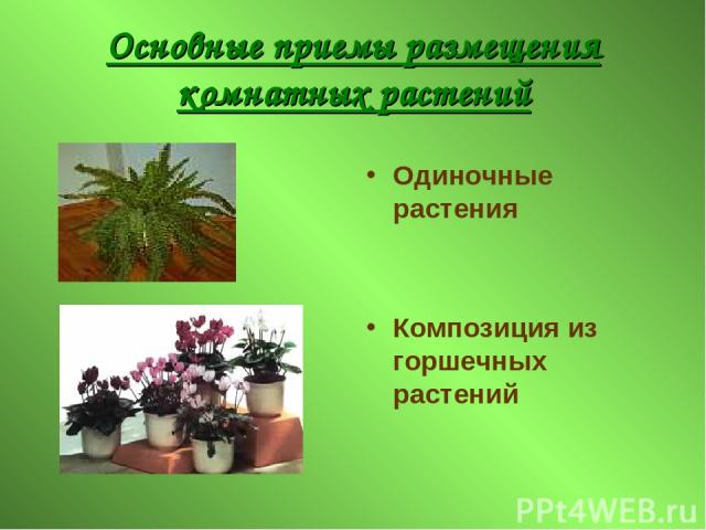 Основные приемы размещения комнатных растений Одиночные растения Композиция из горшечных растений