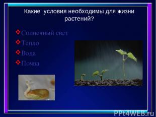 Какие условия необходимы для жизни растений? Солнечный свет Тепло Вода Почва